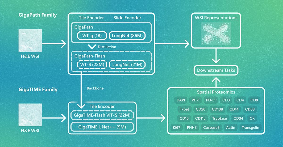 GigaPath-Flash and GigaTIME-Flash: Toward population-scale discovery with efficient pathology foundation models